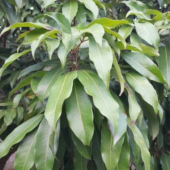 Litchi chinensis Folio