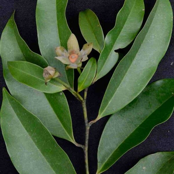 Guatteria australis Leaf