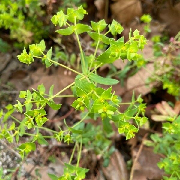 Euphorbia taurinensis Pokrój