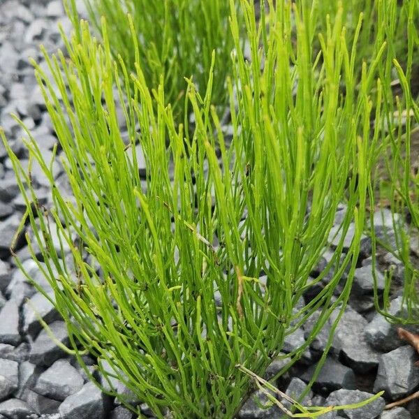 Equisetum arvense ᱥᱟᱠᱟᱢ