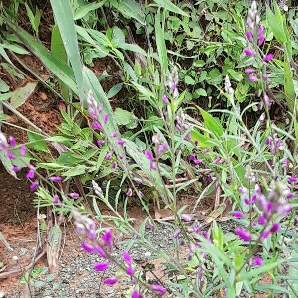 Polygala paniculata Kvet