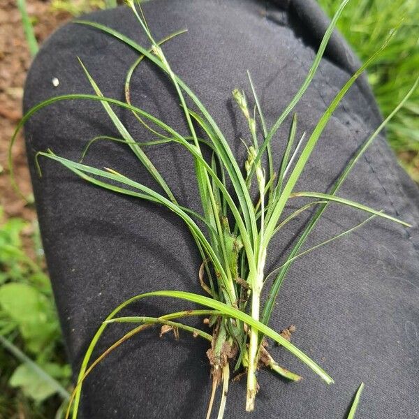 Carex leersii Foglia