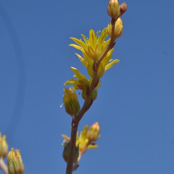 Petrosedum amplexicaule Hábito