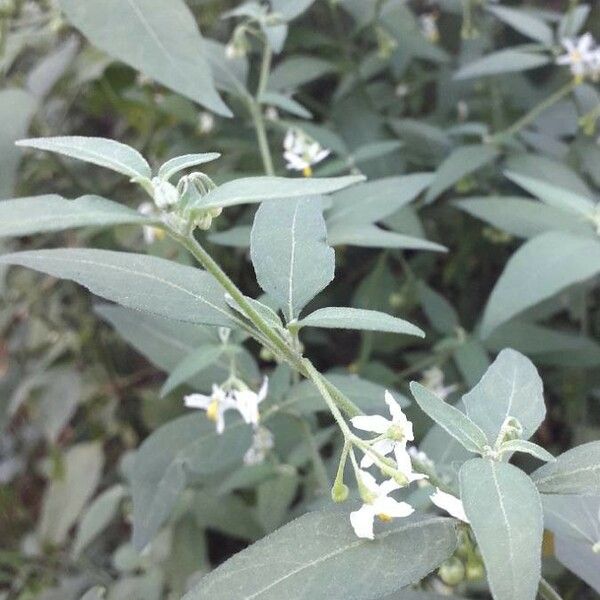 Solanum chenopodioides 花