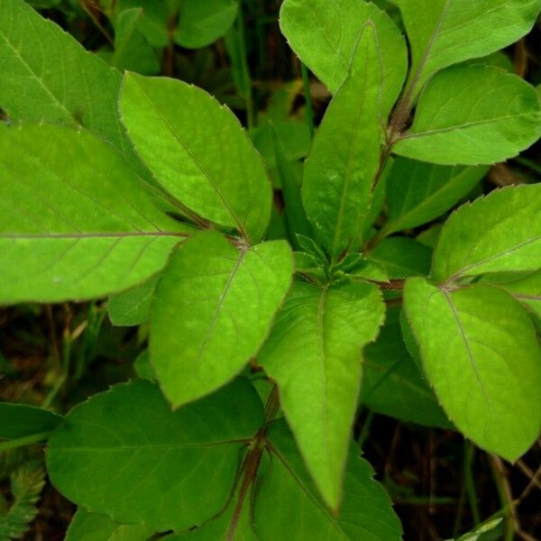 Bidens pilosa برگ