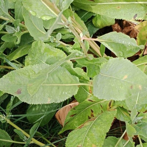 Tanacetum balsamita Leaf