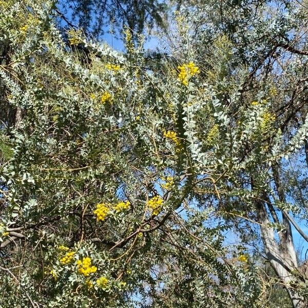 Acacia cultriformis Blatt