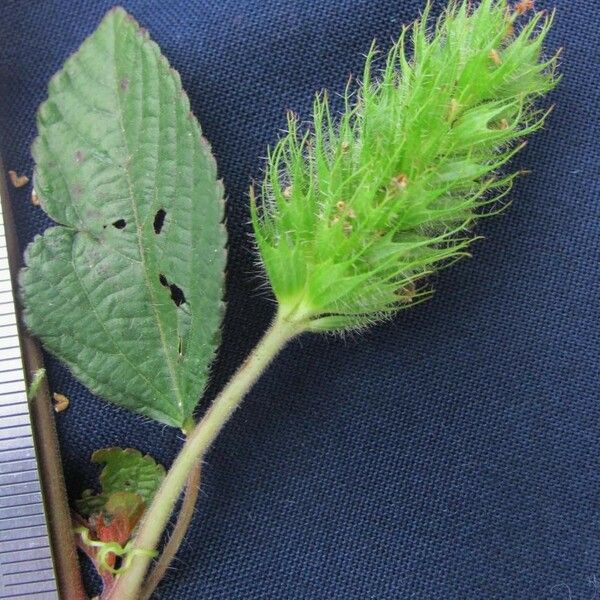 Acalypha arvensis Egyéb