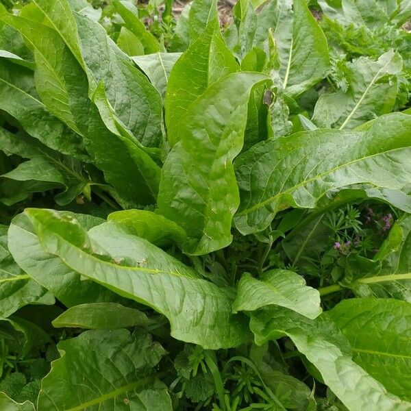 Rumex patientia Flower