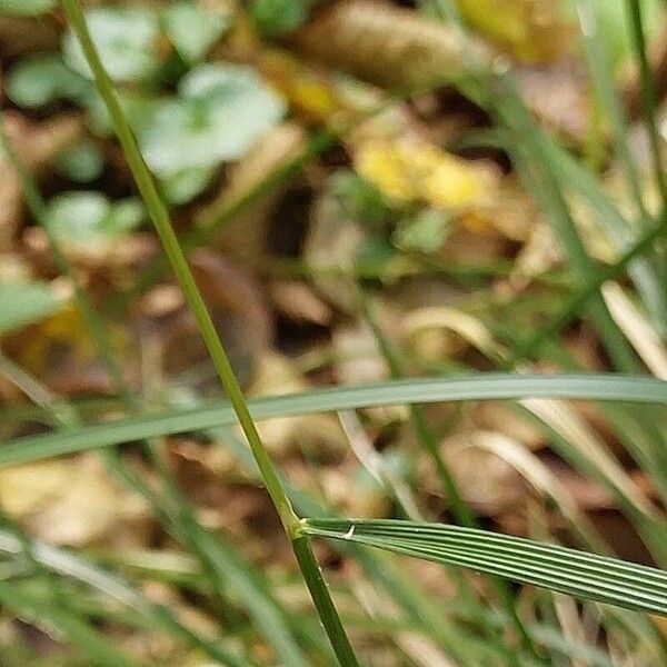 Poa palustris 葉