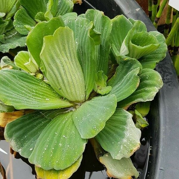 Pistia stratiotes 葉