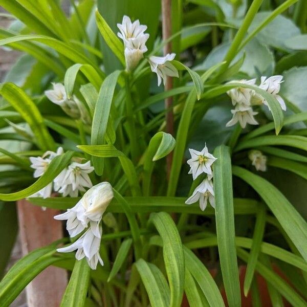 Allium triquetrum फूल