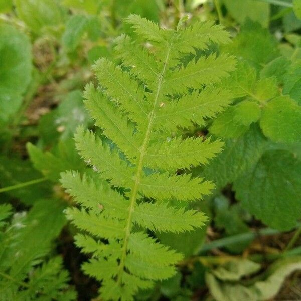 Tanacetum macrophyllum 叶