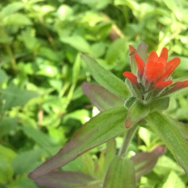 Castilleja arvensis Flower