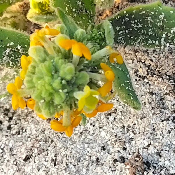 Manulea tomentosa Flower