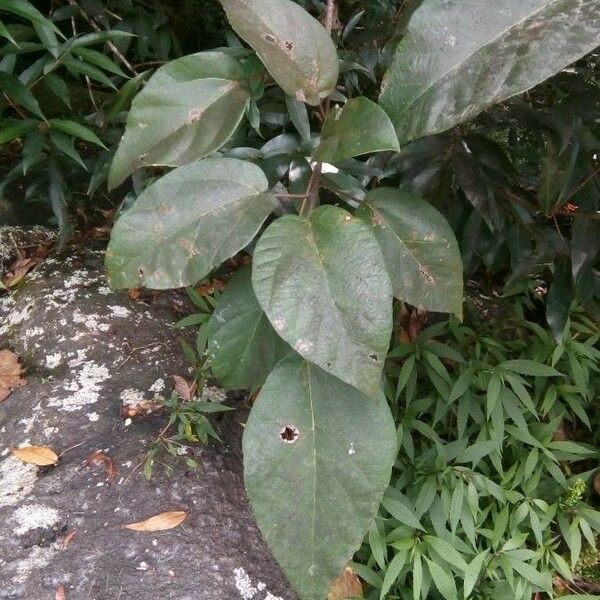 Ficus mauritiana Ліст