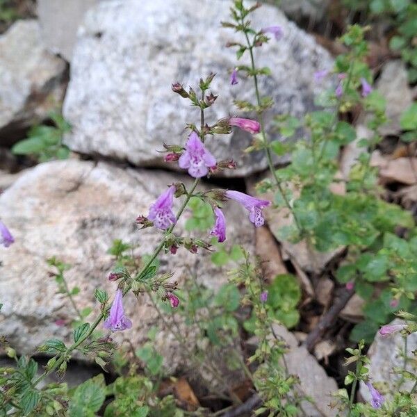 Clinopodium grandiflorum Flower