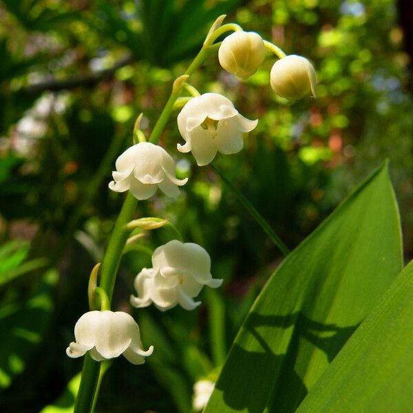 Convallaria majalis Flower