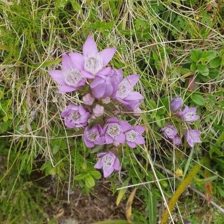 Gentianella ramosa Кветка