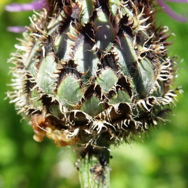 Centaurea scabiosa Flower