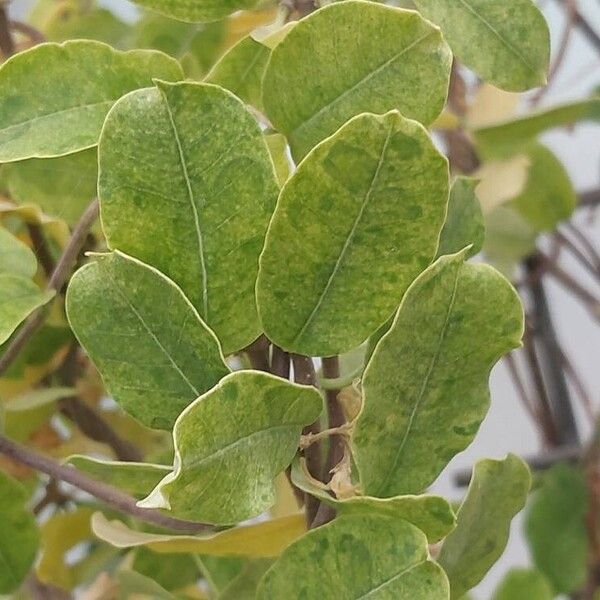 Fockea capensis Leaf