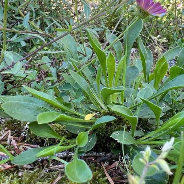 Erigeron karvinskianus ഇല