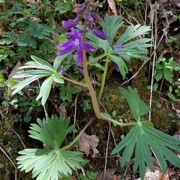 Delphinium tricorne ফুল