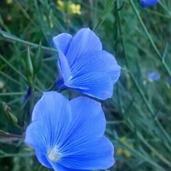 Linum narbonense Flors