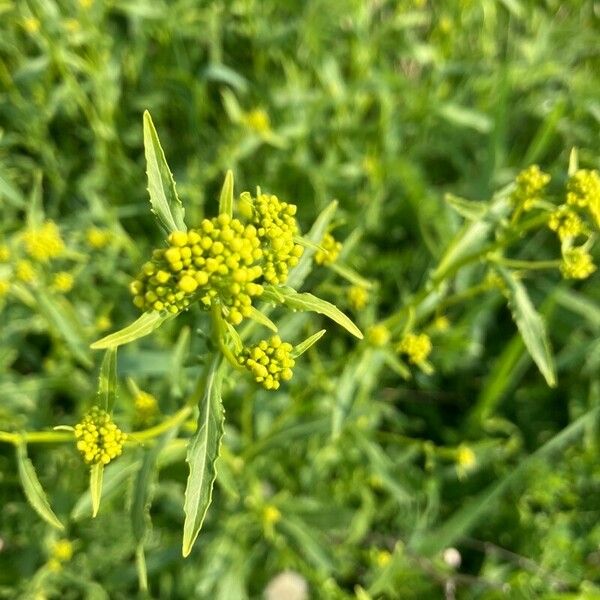 Rorippa austriaca Flor