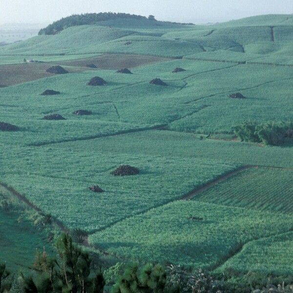 Saccharum officinarum Habit