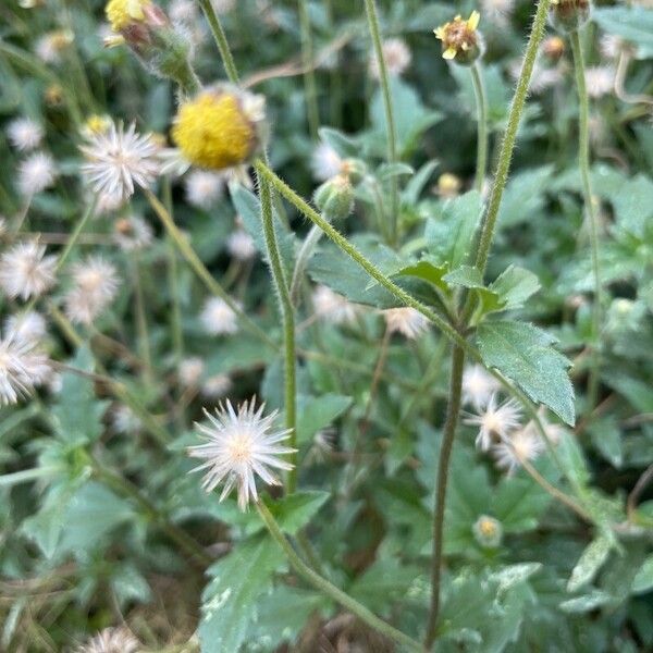 Tridax procumbens ശീലം