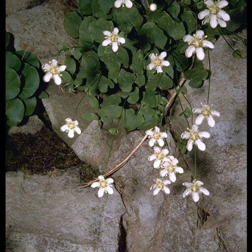 Parnassia fimbriata Habitatea