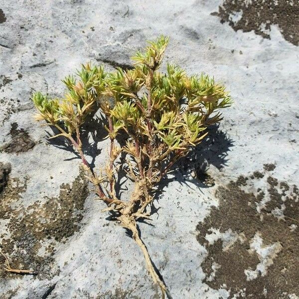 Scleranthus annuus Blüte