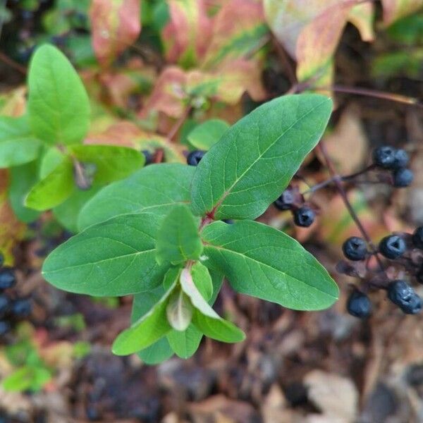 Hypericum hircinum 葉