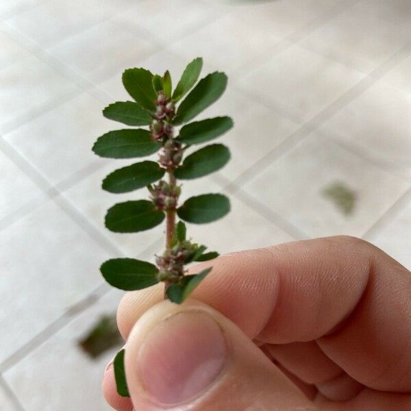 Euphorbia prostrata Frunză