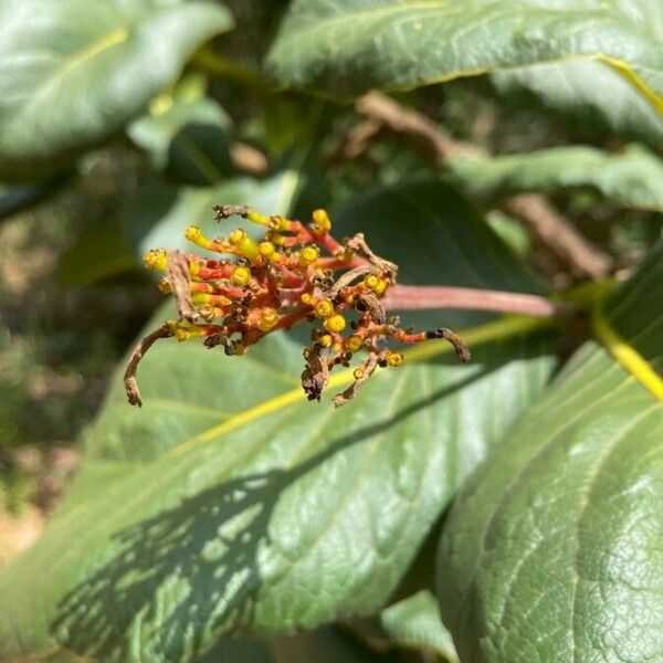 Palicourea guianensis Květ