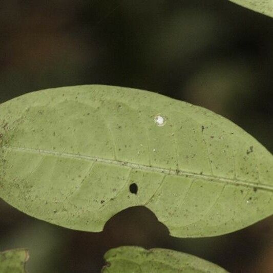 Faramea guianensis Ліст