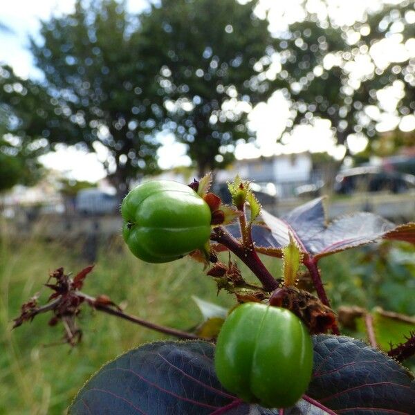 Jatropha gossypiifolia Fruit