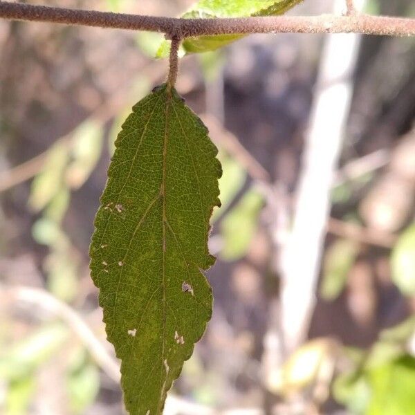 Grewia flavescens List