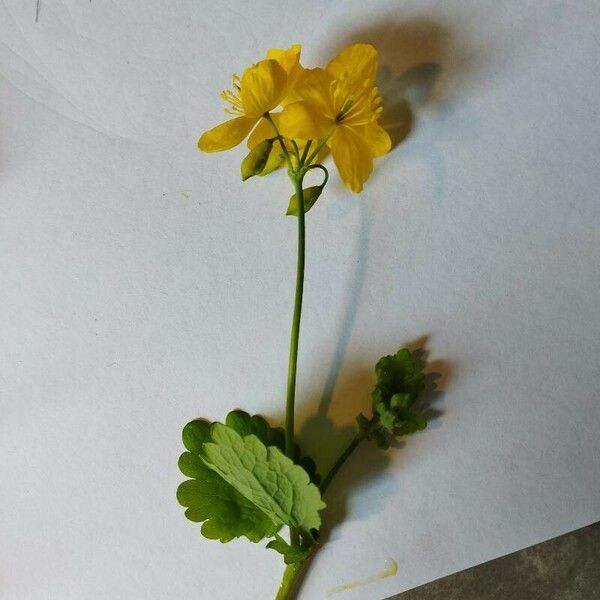 Chelidonium majus Habit