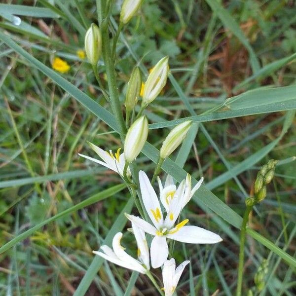 Anthericum liliago Цветок