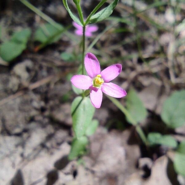 Centaurium pulchellum 花