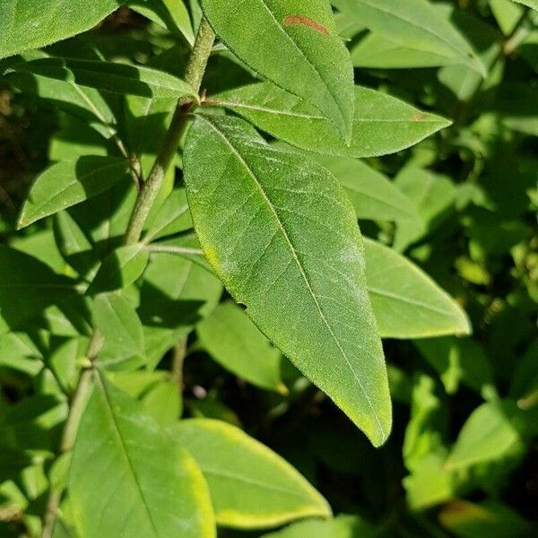 Lysimachia clethroides Fulla