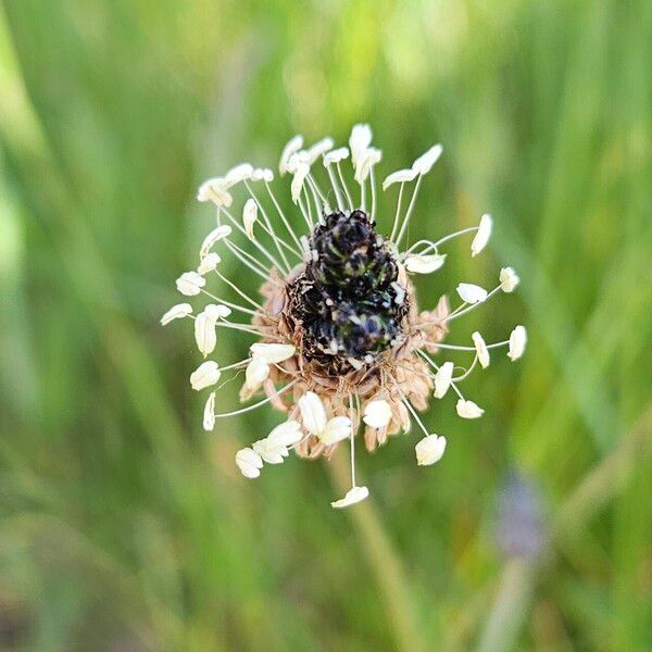 Plantago argentea Fruit