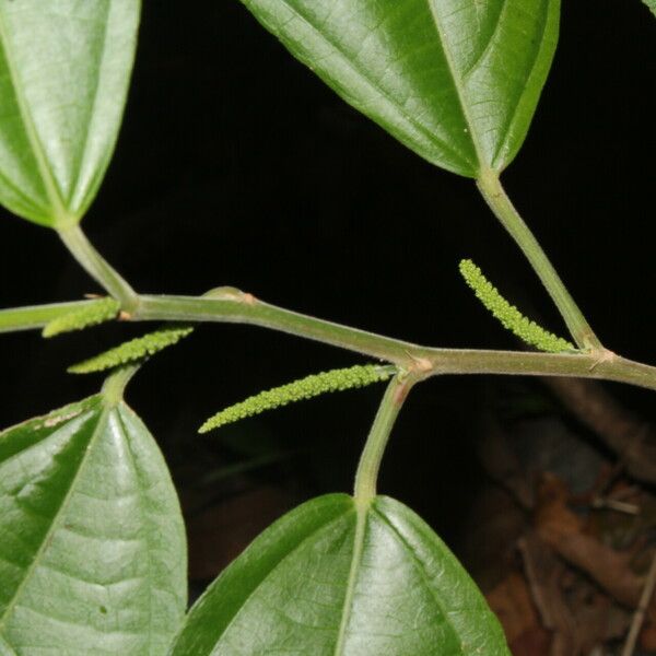 Acalypha diversifolia Hoja