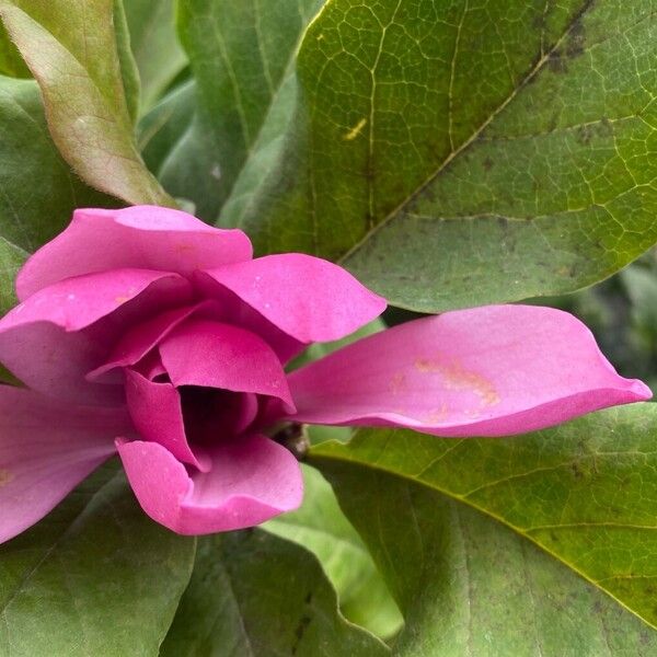 Magnolia liliiflora फूल