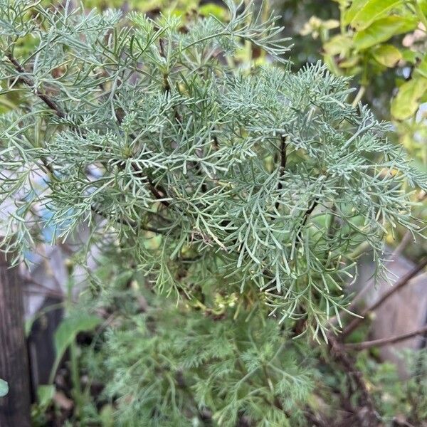 Artemisia abrotanum পাতা