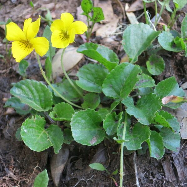 Viola reichei