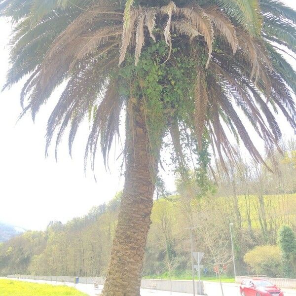 Phoenix canariensis Koor