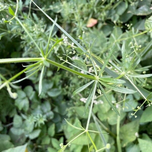 Galium tricornutum Hoja